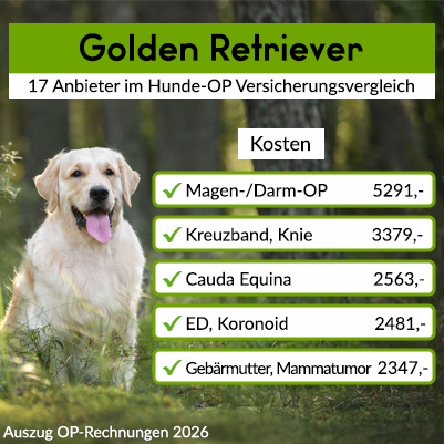 Hunde-OP Versicherung für Golden Retriever Hunde-OP Versicherung für Golden Retriever