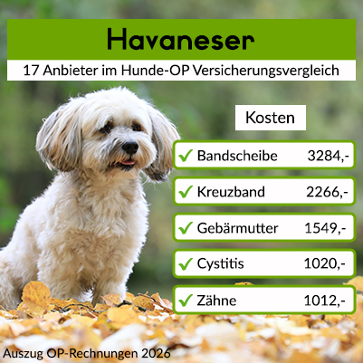 Hunde-Op Versicherung für Havaneser Hunde-Op Versicherung für Havaneser