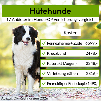 Hunde-OP Versicherung für Hütehunde Hunde-OP Versicherung für Hütehunde