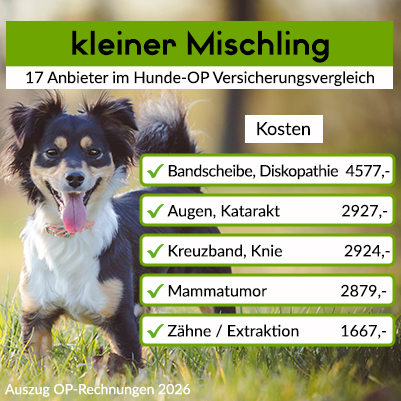 Hunde-Op Versicherung für kleinen Mischling Hunde-Op Versicherung für kleinen Mischling