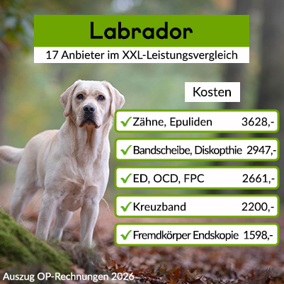 Hunde-OP Versicherung für Labrador Hunde-OP Versicherung für Labrador