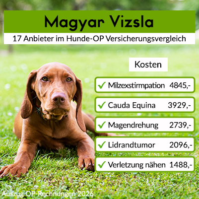 Hunde-OP Versicherung für Magyar Vizsla Hunde-OP Versicherung für Magyar Vizsla