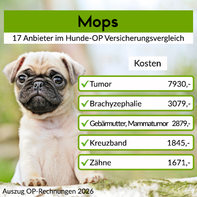 Hunde-Op Versicherung für Mops Hunde-Op Versicherung für Mops