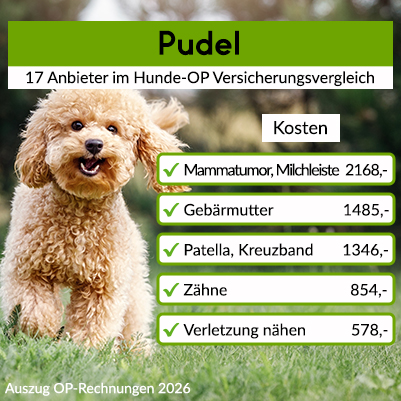 Hunde-OP Versicherung für Pudel Hunde-OP Versicherung für Pudel