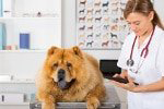 Hunde-OP Versicherung Vergleich für grosse Hunde