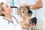 Hunde-OP Versicherung Vergleich für kleine Hunde Hunde-OP Versicherung Vergleich für kleine Hunde
