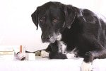 Hundekrankenversicherung für Alterskrankheiten