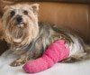 Hundekrankenversicherung für kleine Hunde