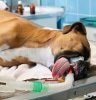 Hundekrankenversicherung für teure Operationen
