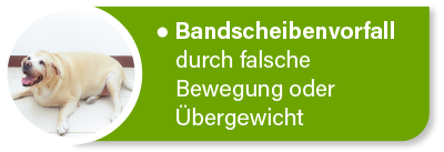 Hundekrankenversicherung für Tierarztkosten bei Bandscheiben- und Wirbelsäulenproblemen Hundekrankenversicherung für Tierarztkosten bei Bandscheiben- und Wirbelsäulenproblemen