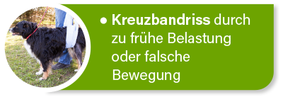 Hundekrankenversicherung für Operationen bei Kreuzbandriss Hundekrankenversicherung für Operationen bei Kreuzbandriss