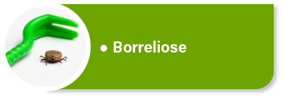 Hundekrankenversicherung für Tierarztkosten und Dauermedikation bei Boreliose Hundekrankenversicherung für Tierarztkosten und Dauermedikation bei Boreliose