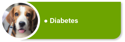 Hundekrankenversicherung für Tierarztkosten, Dauermedikation und Kontrolluntersuchungen bei Diabetes Hundekrankenversicherung für Tierarztkosten, Dauermedikation und Kontrolluntersuchungen bei Diabetes