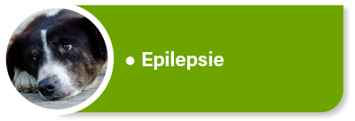 Hundekrankenversicherung für Tierarztkosten, Dauermedikation und Kontrolluntersuchungen bei Epilepsie Hundekrankenversicherung für Tierarztkosten, Dauermedikation und Kontrolluntersuchungen bei Epilepsie