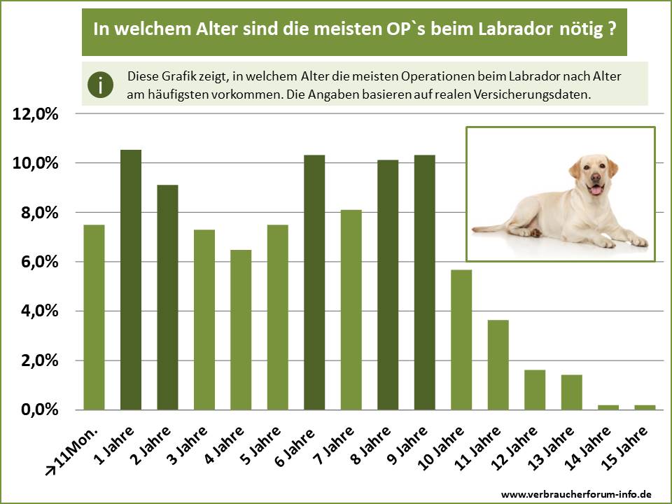 Statistik: In welchem Alter wird der Labrador am häufigsten operiert