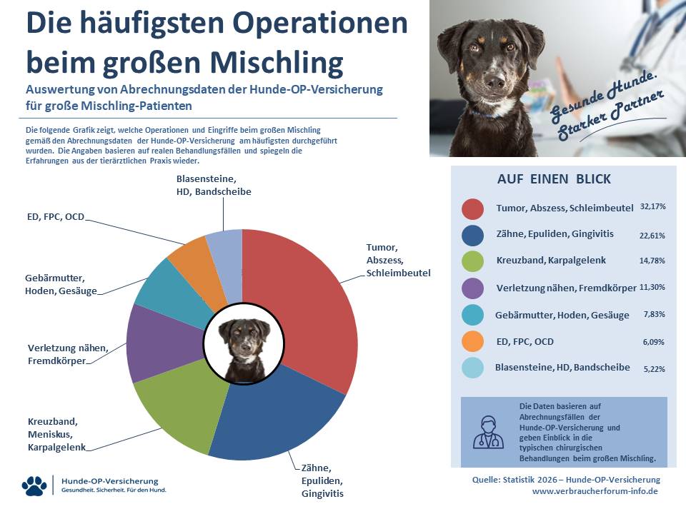 OP-Statistik: Die häufigsten Operationen und Eingriffe in der Hunde-OP Versicherung für grosser Mischling