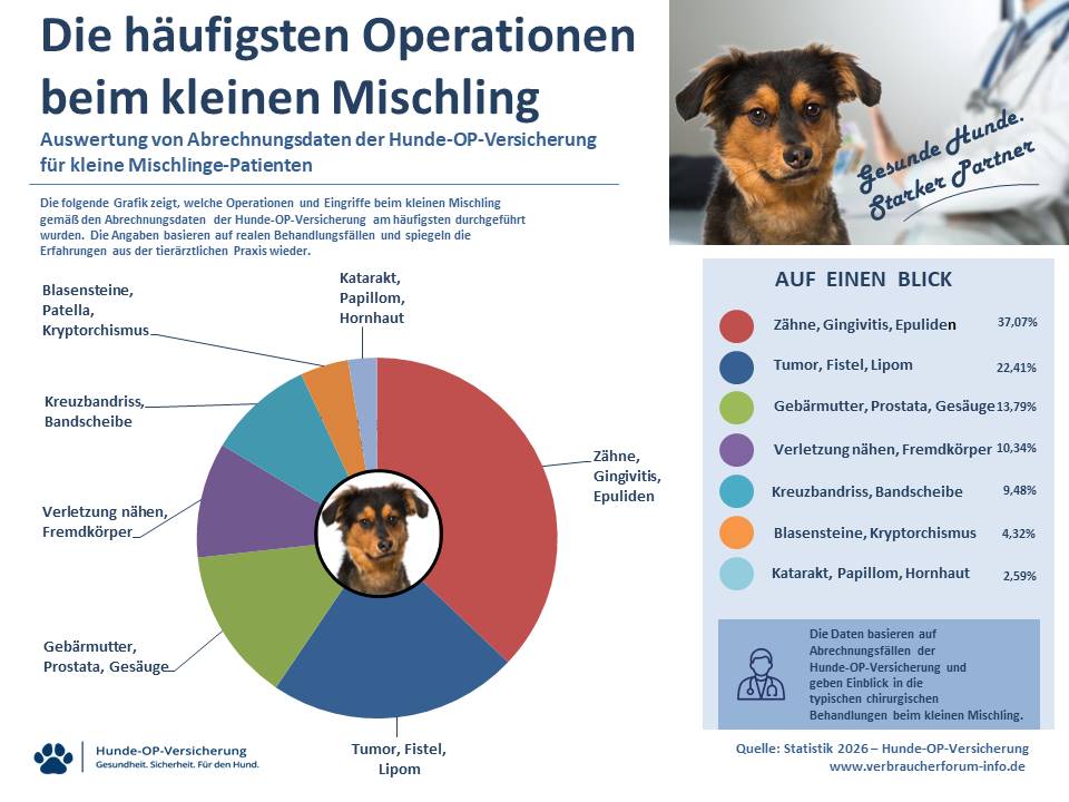 OP-Statistik: Die häufigsten Operationen und Eingriffe in der Hunde-OP Versicherung für kleiner Mischling