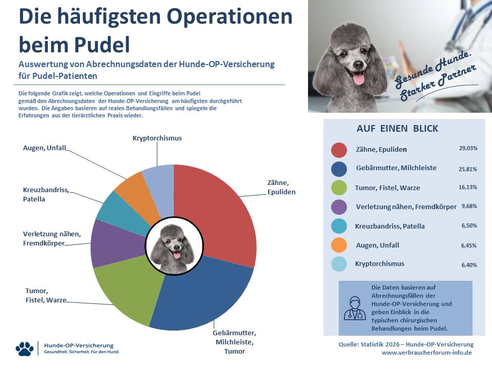 OP-Statistik: Häufige Operationen und Eingriffe in der Hunde-OP Versicherung für Pudel