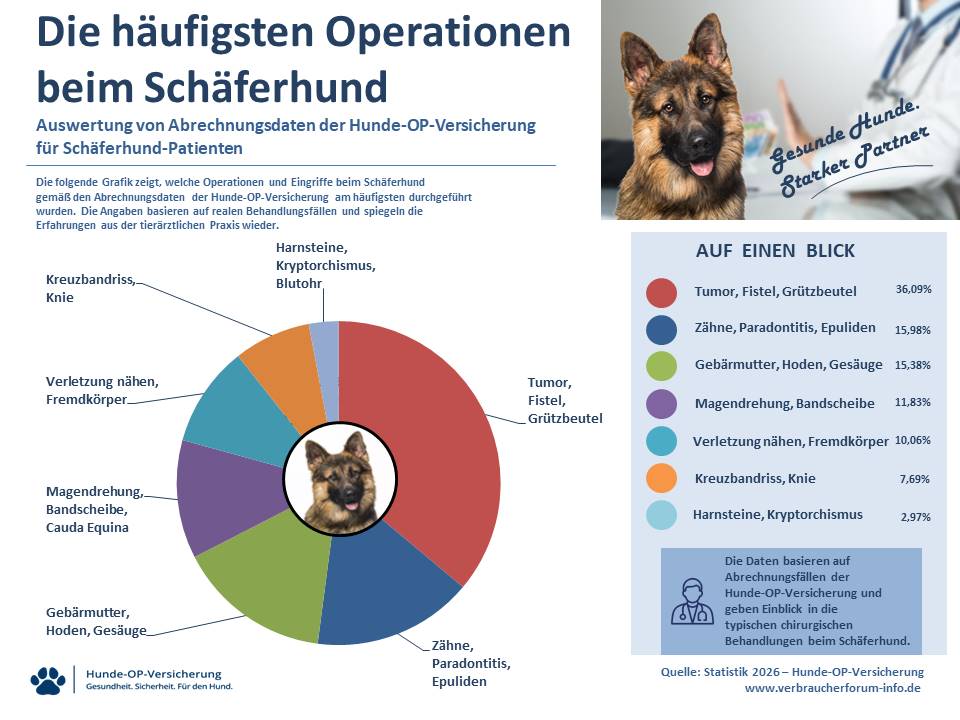 OP-Statistik: Die häufigsten Operationen und Eingriffe in der Hunde-OP Versicherung für Schäferhund