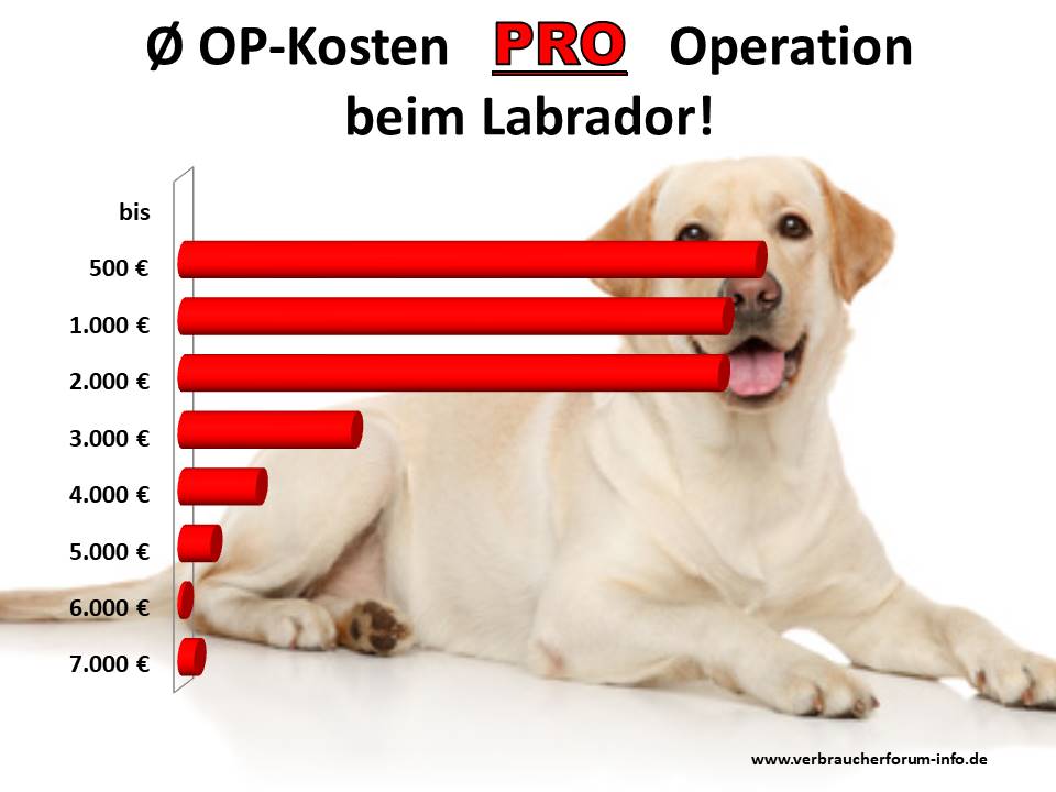 Statistik: Was kosten Operationen beim Labrador